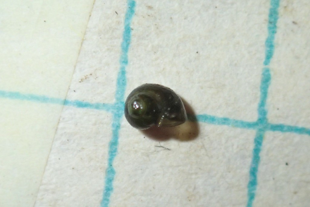 Modoc Pebblesnail
