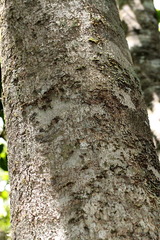 Stenocarpus sinuatus