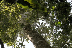 Stenocarpus sinuatus