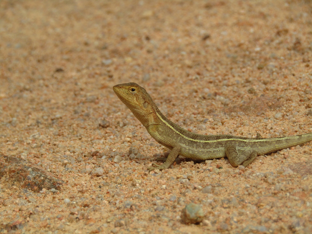 Eastern Two-Line Dragon