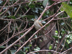 Meliphaga notata