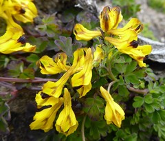 Corydalis cavei