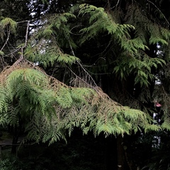 Chamaecyparis formosensis