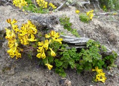 Corydalis cavei