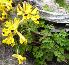 Corydalis cavei