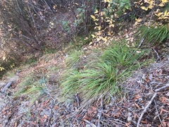 Carex mendocinensis