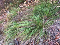 Carex mendocinensis