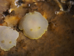 Cadlina laevis