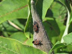 Lygaeus kalmii angustomarginatus