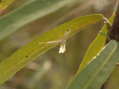 Imbophorus aptalis