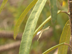 Imbophorus aptalis