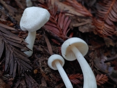 Entoloma sericellum
