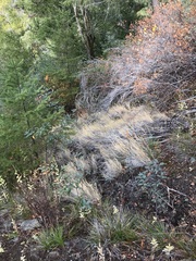 Muhlenbergia andina