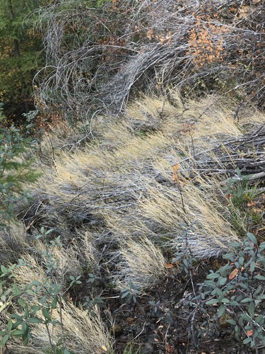Image of Foxtail Muhly (Muhlenbergia andina) by (c) Roger Raiche, some rights reserved (CC BY)