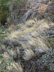 Muhlenbergia andina