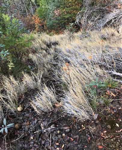 Image of Foxtail Muhly (Muhlenbergia andina) by (c) Roger Raiche, some rights reserved (CC BY)