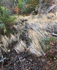 Muhlenbergia andina
