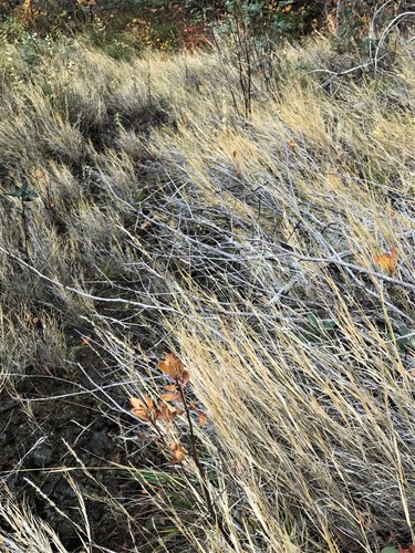Image of Foxtail Muhly (Muhlenbergia andina) by (c) Roger Raiche, some rights reserved (CC BY)