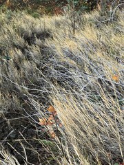 Muhlenbergia andina