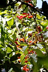 Sarcotoechia serrata