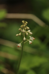Tiarella stolonifera