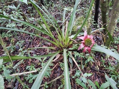 Canistrum cyathiforme