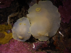 Cadlina laevis