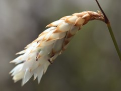 Johnsonia lupulina