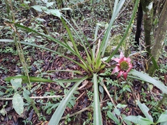 Canistrum cyathiforme