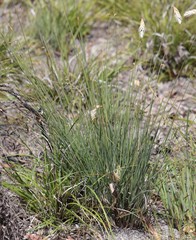 Johnsonia lupulina