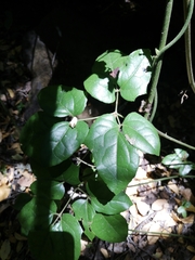 Lardizabala biternata