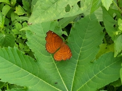 Ariadne ariadne