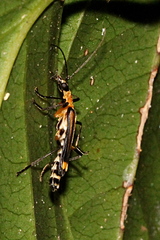 Chauliognathus flavoinclusus