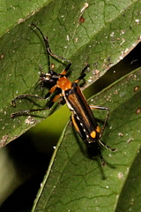 Chauliognathus flavoinclusus