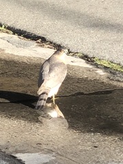 Accipiter cooperii
