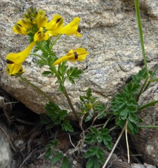 Corydalis cavei
