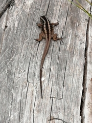 Liolaemus schroederi