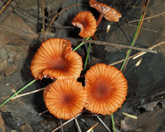 Laccaria striatula