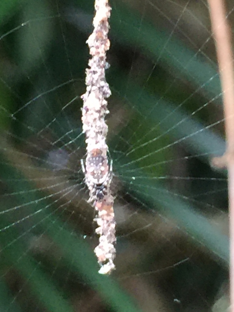 Cyclosa maritima
