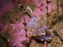Facelina auriculata