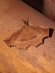 Syllectra