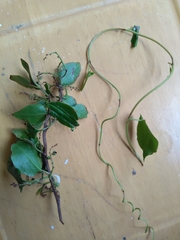 Muehlenbeckia australis