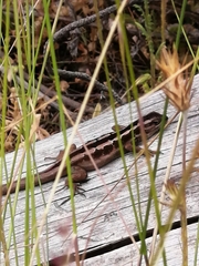 Liolaemus schroederi