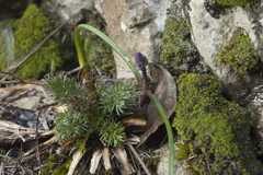 Muscari dolichanthum