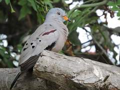 Columbina cruziana