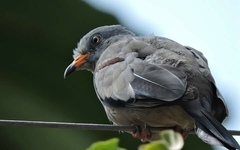 Columbina cruziana
