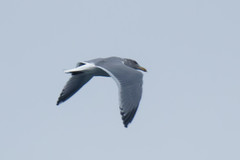 Larus argentatus × glaucescens