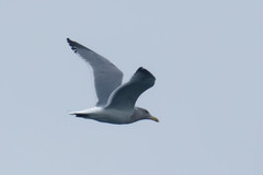 Larus argentatus × glaucescens