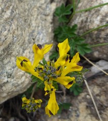 Corydalis cavei