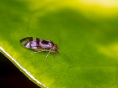 Stenopsocidae